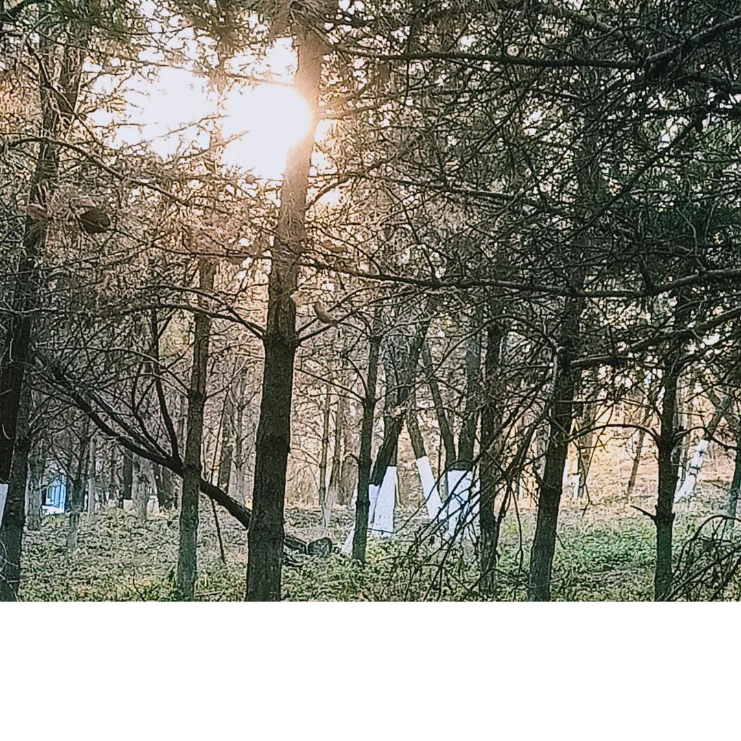 九十九天都爱你 by