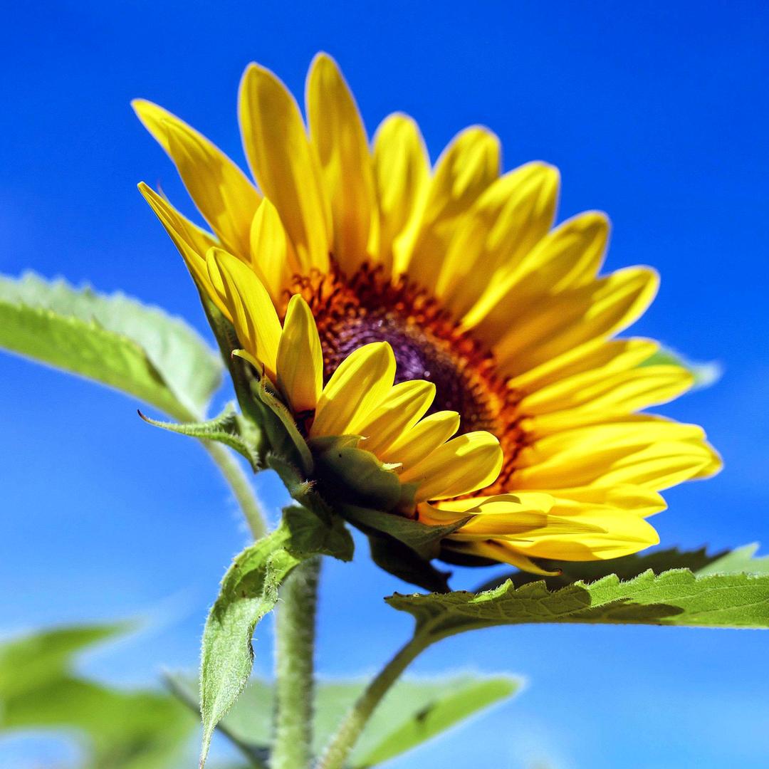 向日葵🌻