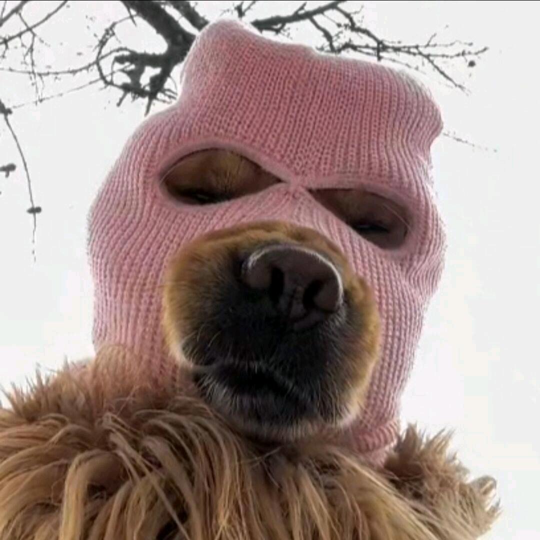 拯救世界的狗子