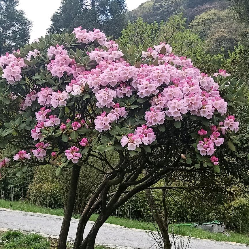 清风晨云