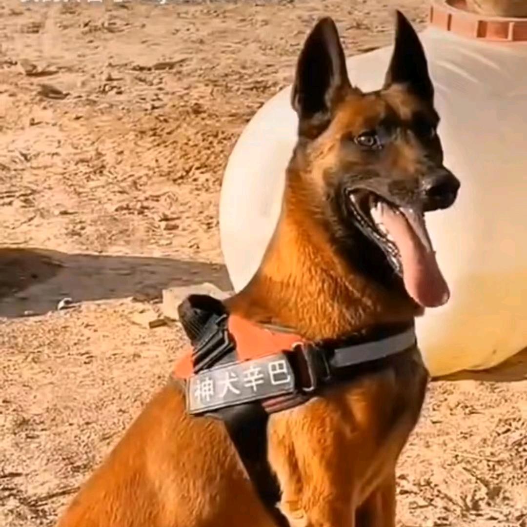 徐建文爱犬社