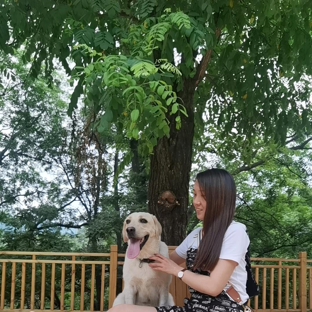 奥迪是只拉布拉多