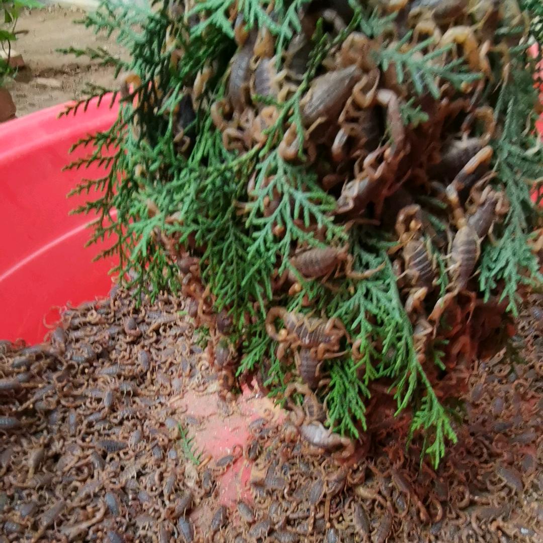 永胜养殖场