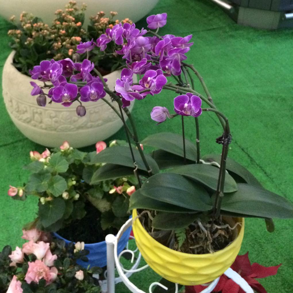 木木刘（感恩）