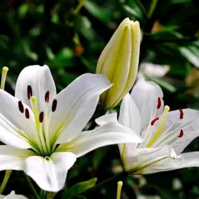 雪中花