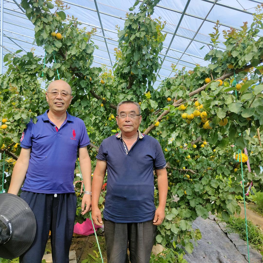 老于聊香蜜杏-吊干杏