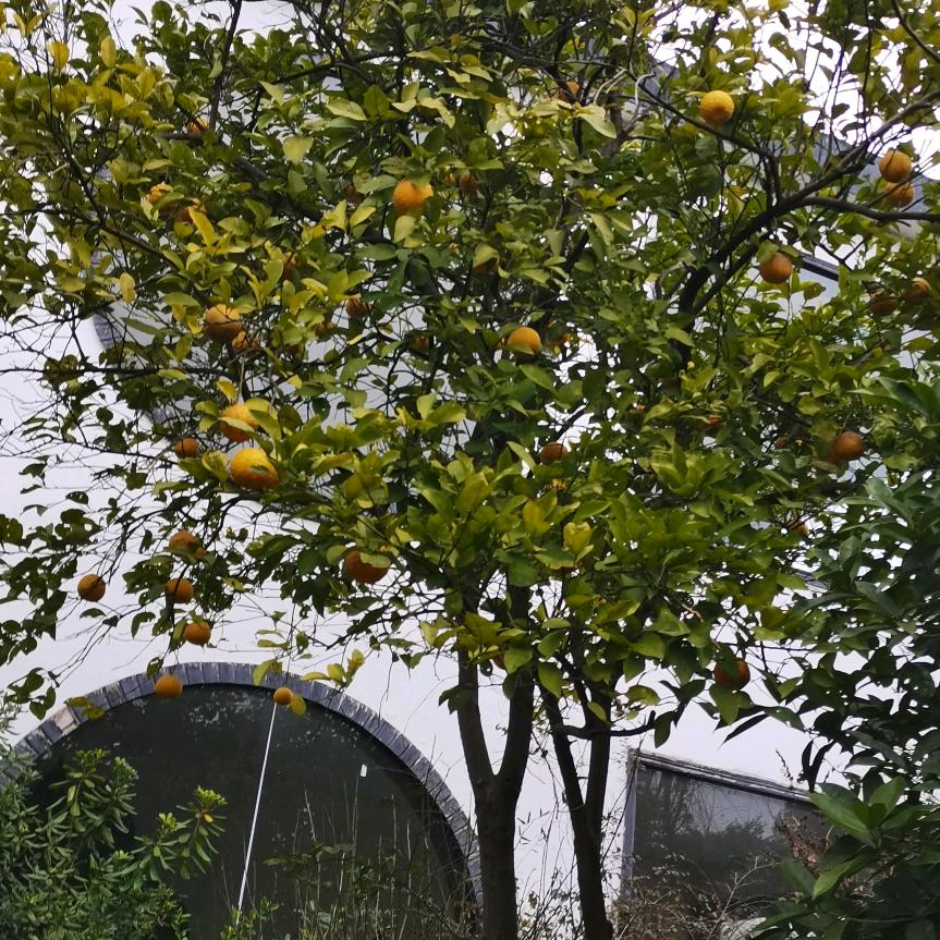 陈