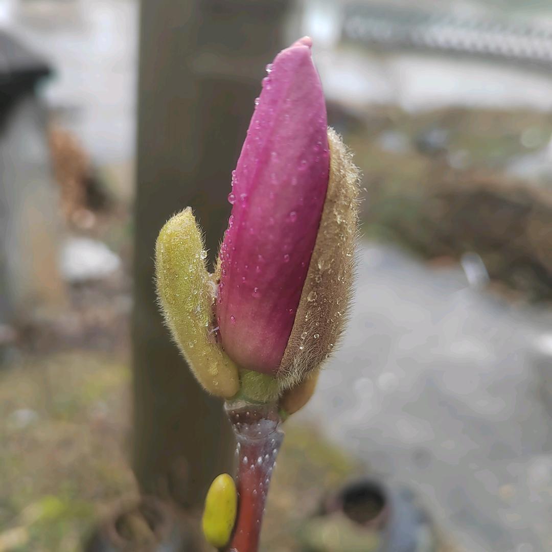 眼镜柳哥#柳章甫观察