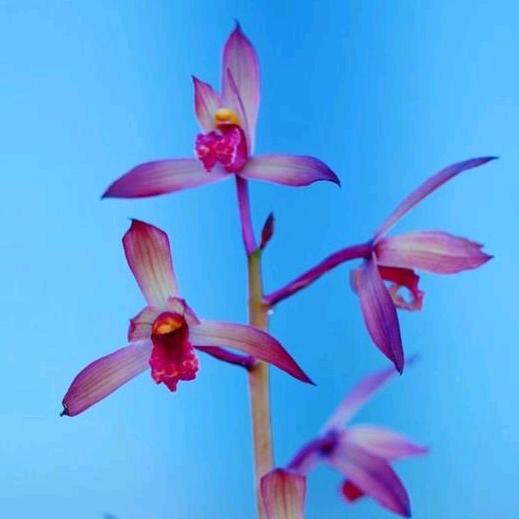小陈兰花