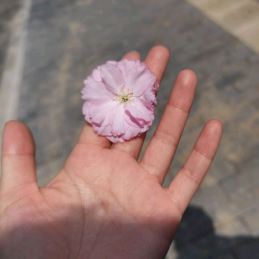 啊啦油
