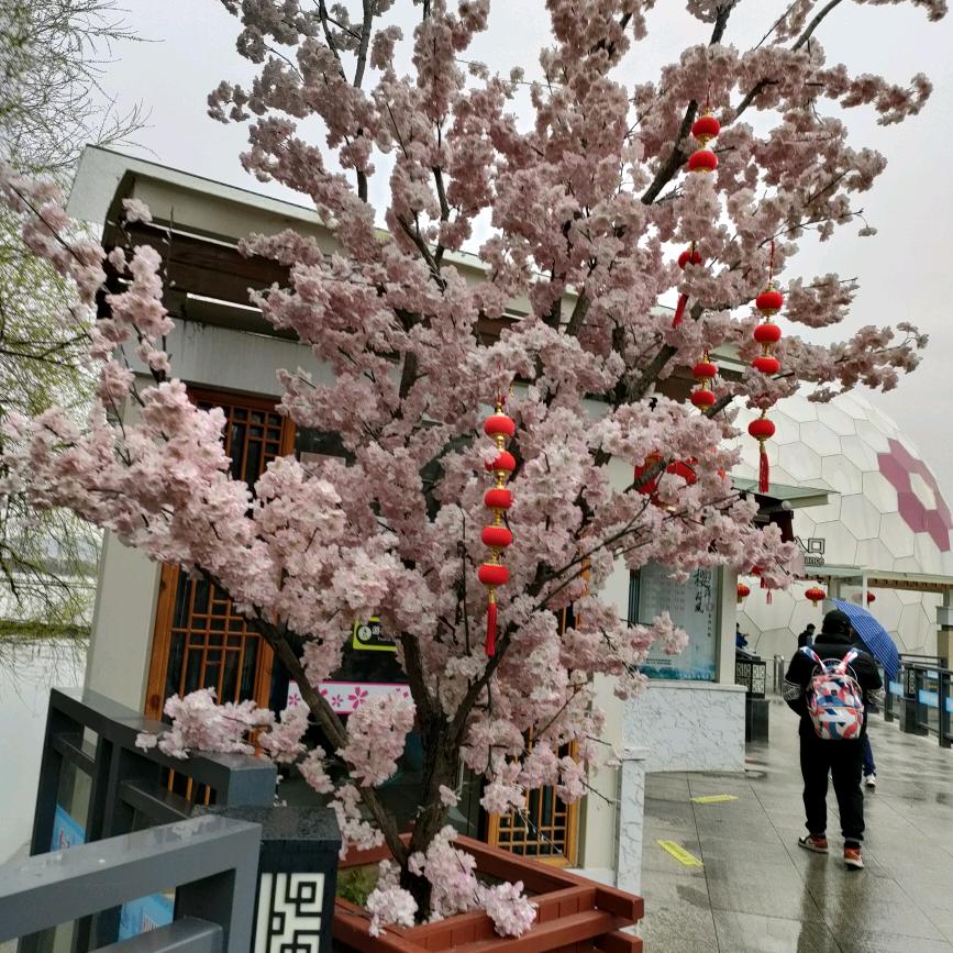 @萍💅萍🌹🌹《拒绝私聊》