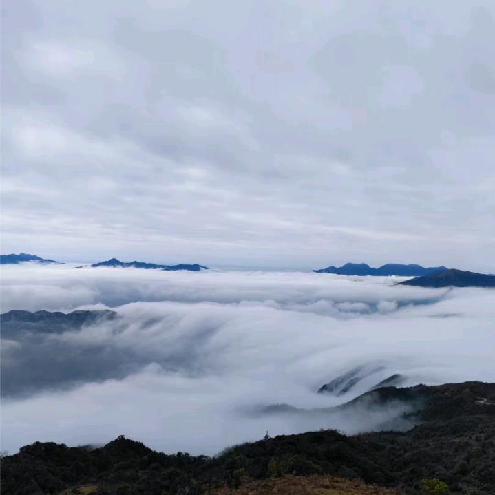 情若无心
