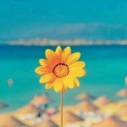 月嫂：米苏Susie