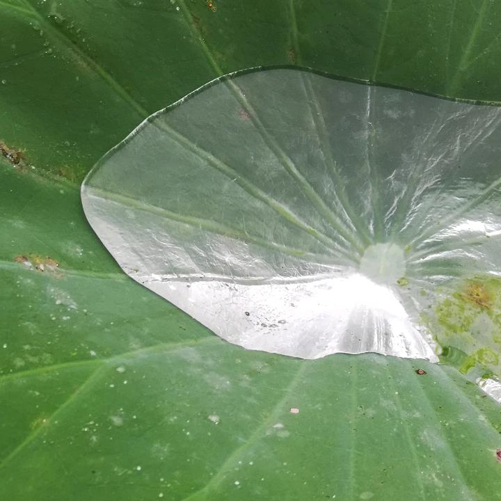 (●—●)汐