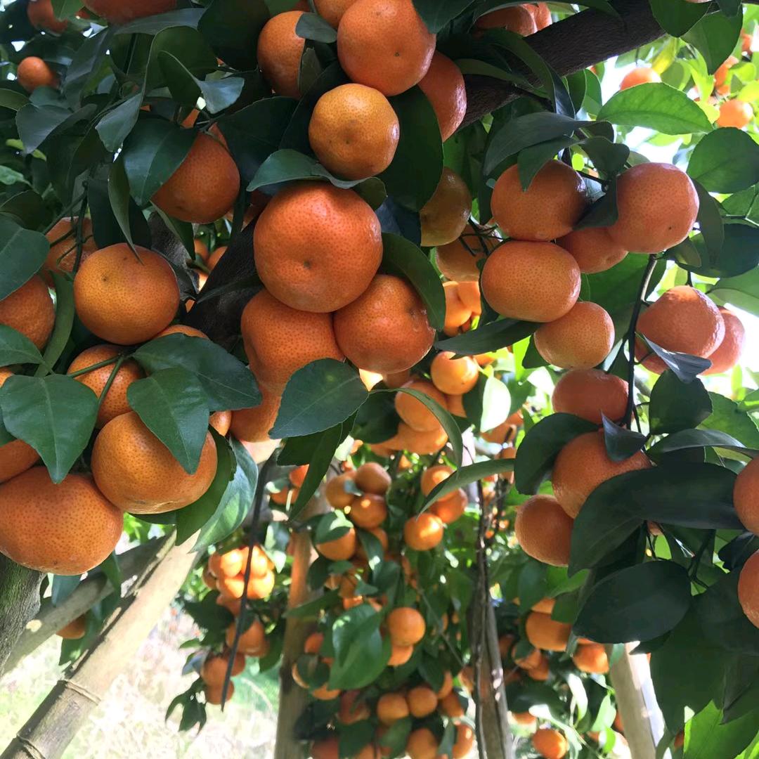 金杭砂糖橘代办