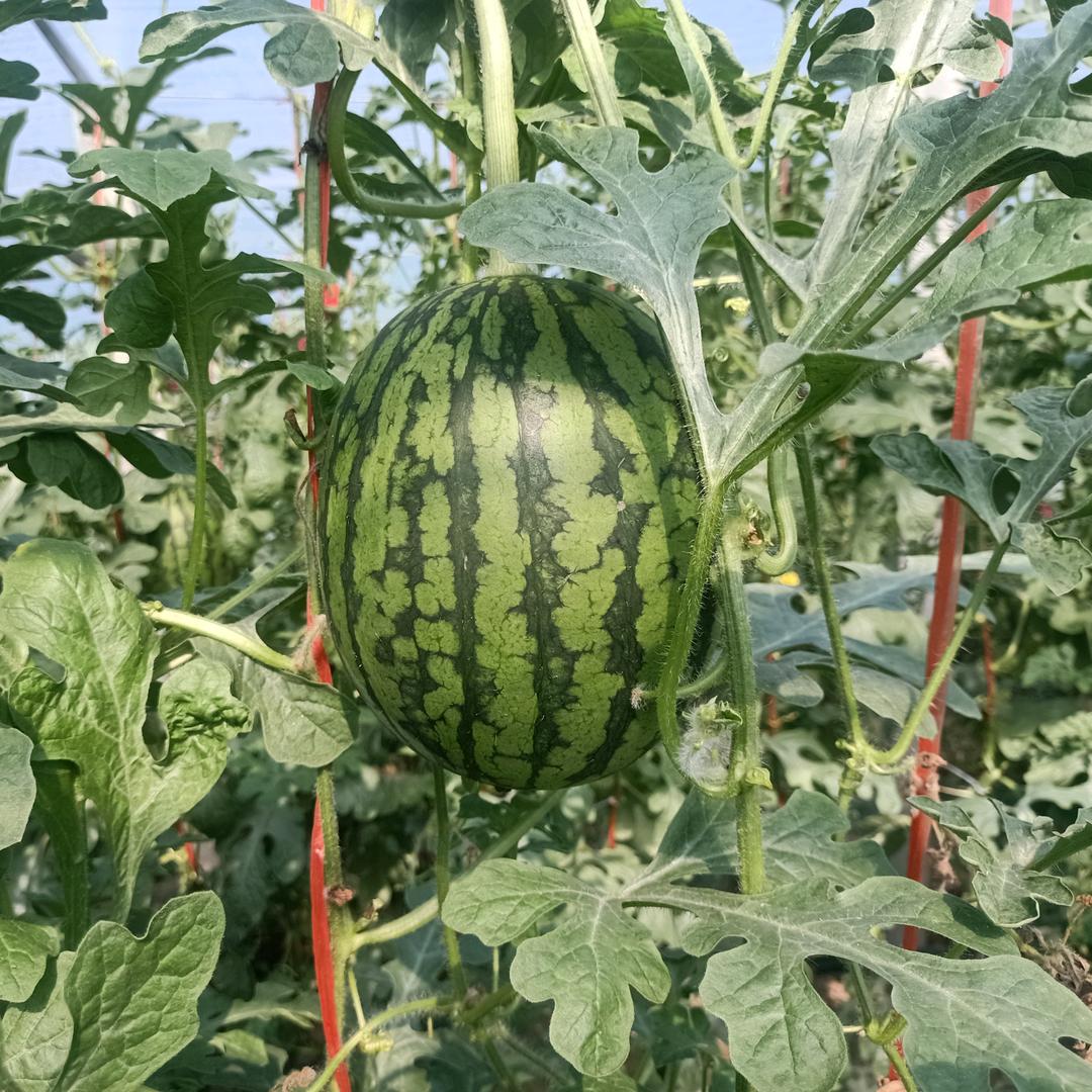 新大徐小吊瓜代办（徐文龙）