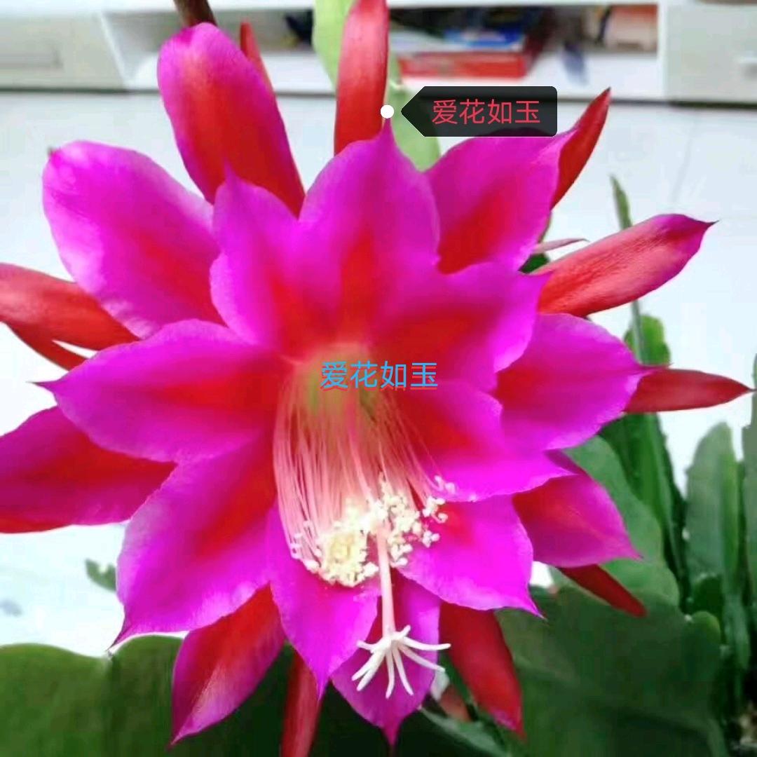 💰爱花如玉💰