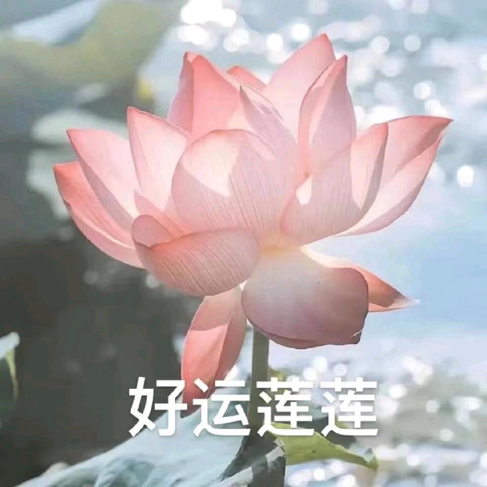 好运莲连