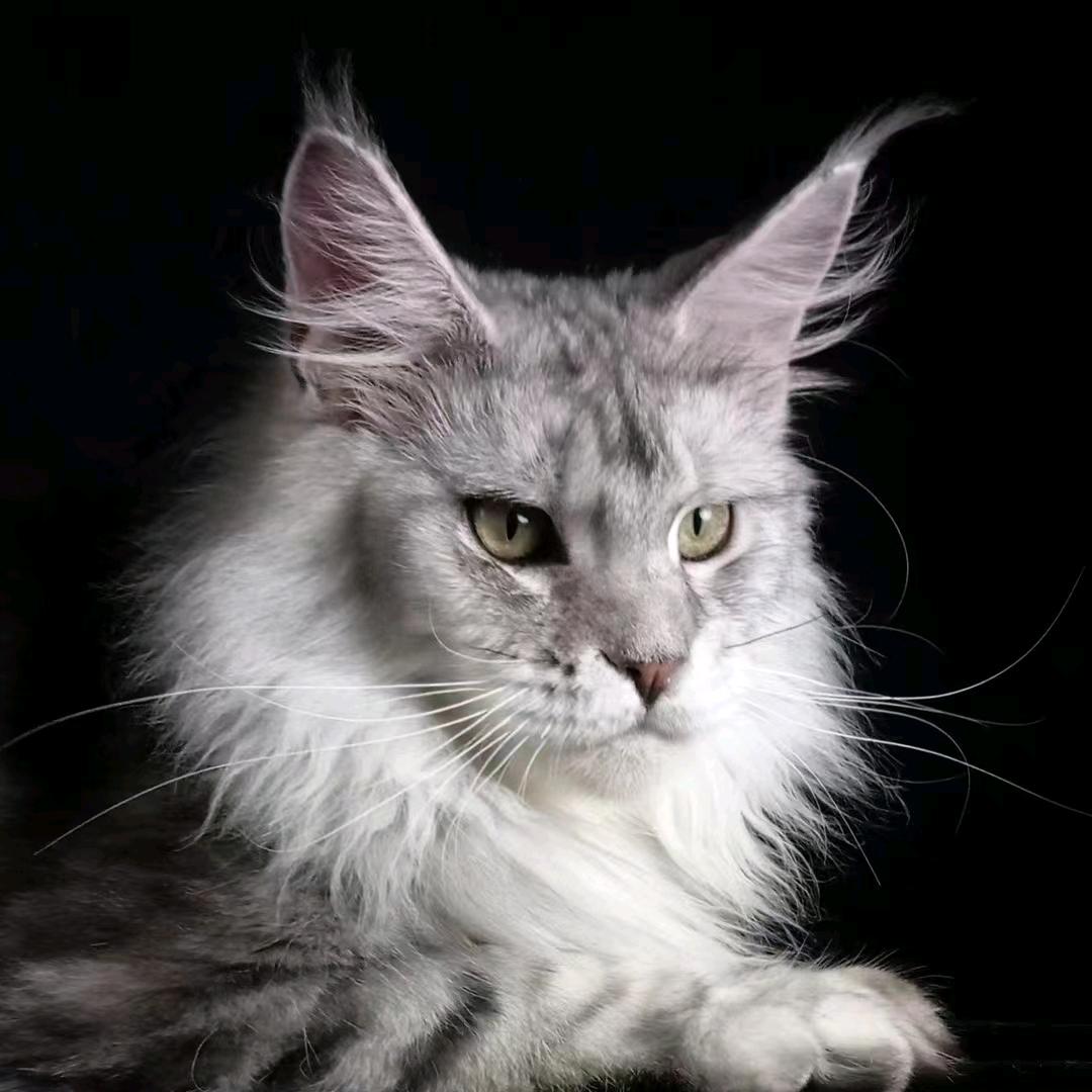 谷的猫宁领养馆（荔湾店）