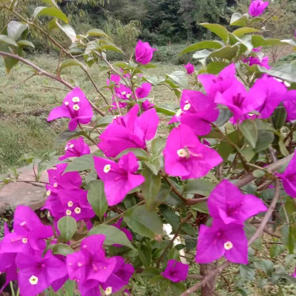 ❤️金❤️色❤️年❤️华❤️