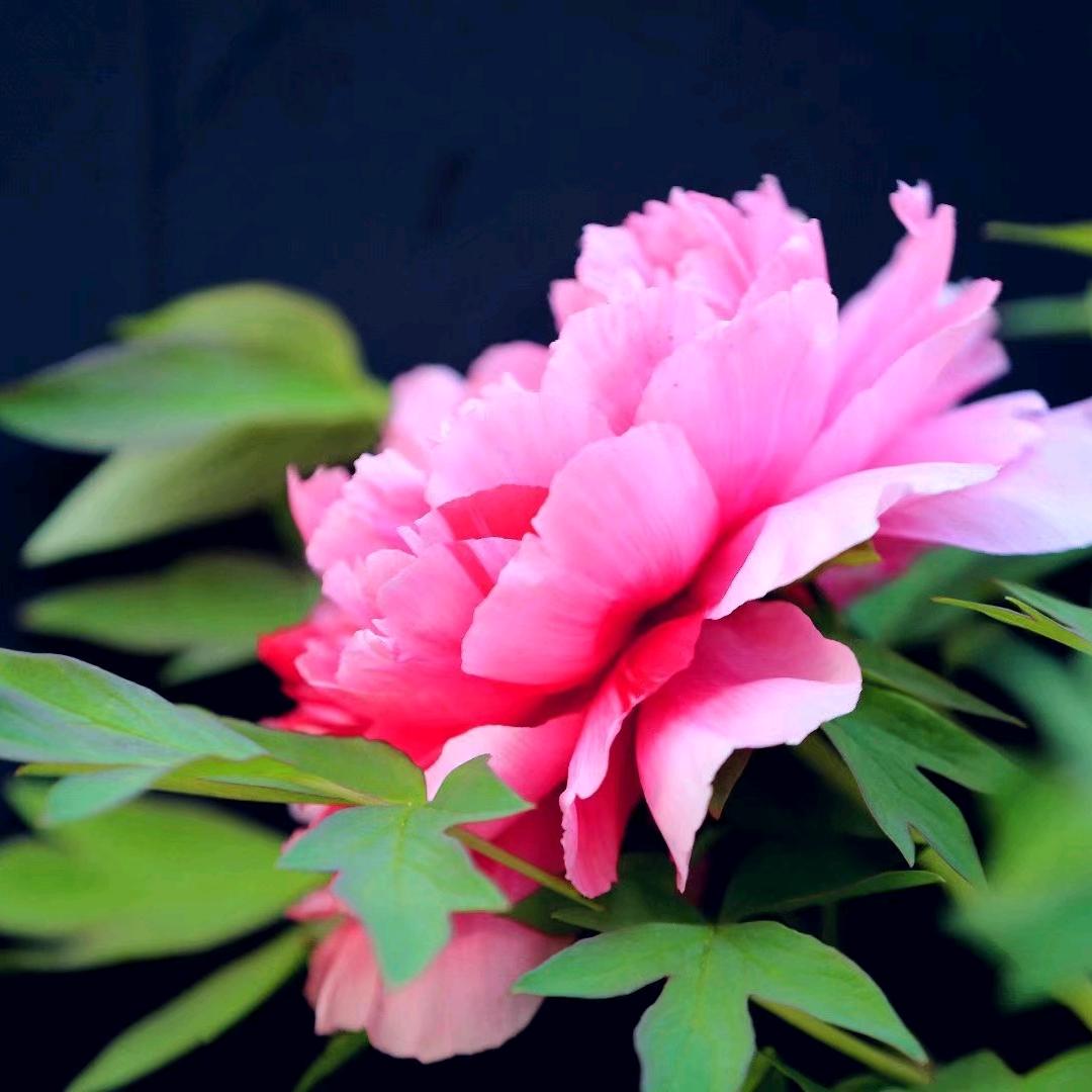 花自芬芳
