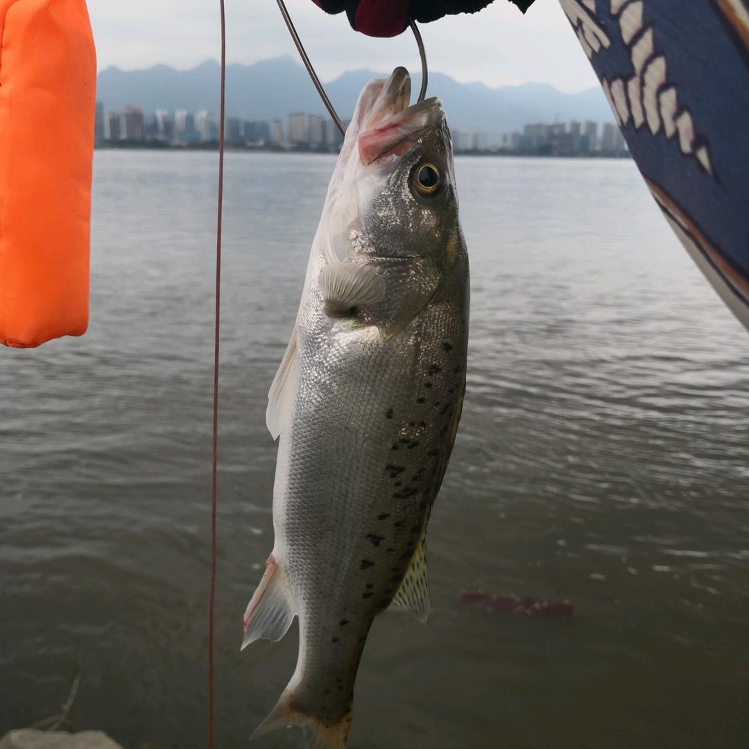 憨桑木