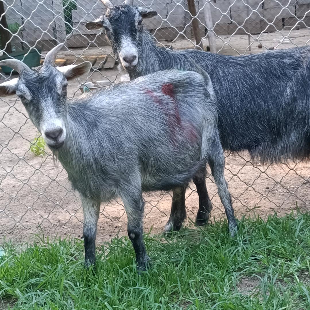 青山羊大宽养殖户