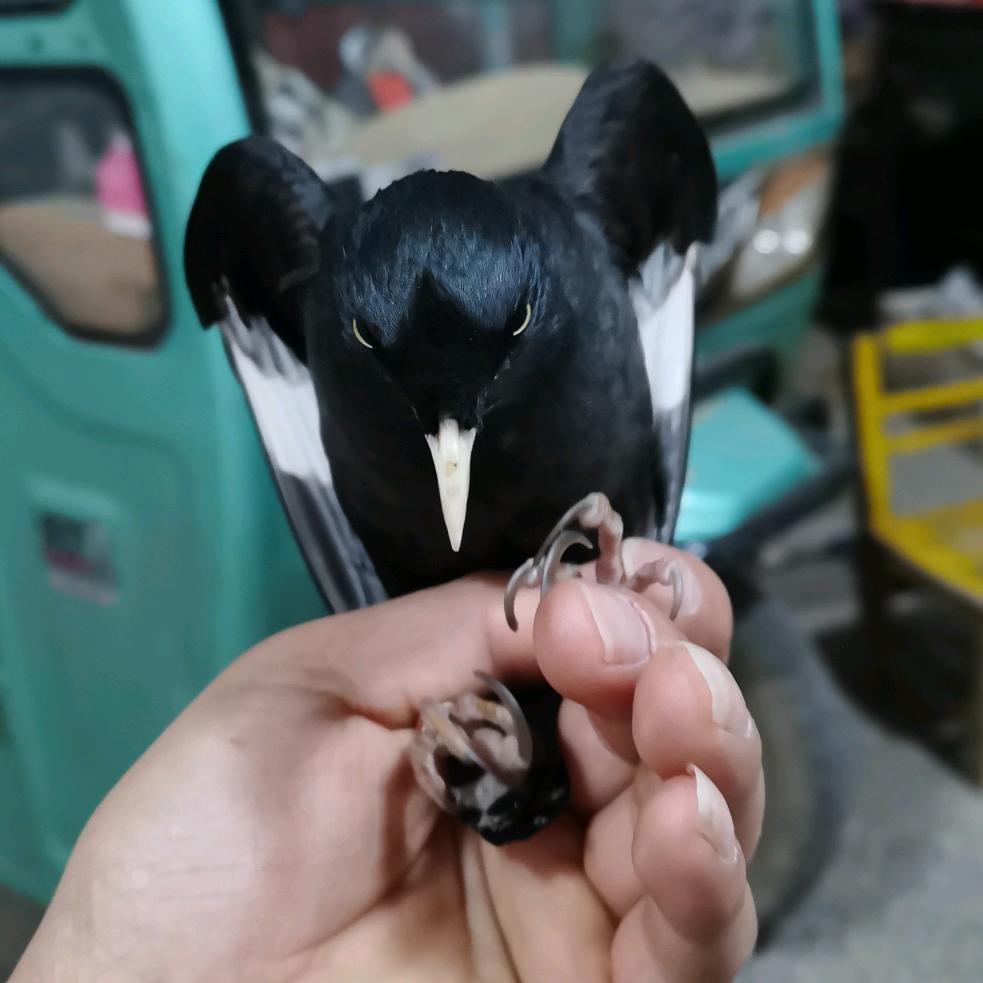 瞎摆制空