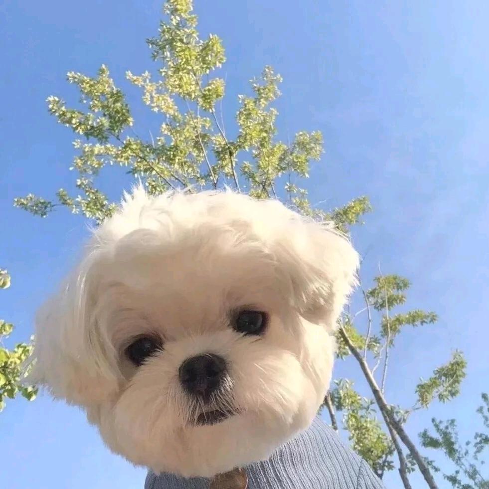 旺旺👑