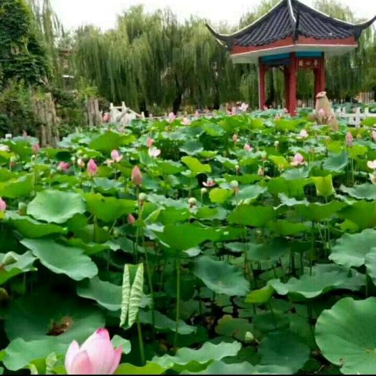 豫E苏荷花🌸专业干钢结构喷防火涂料
