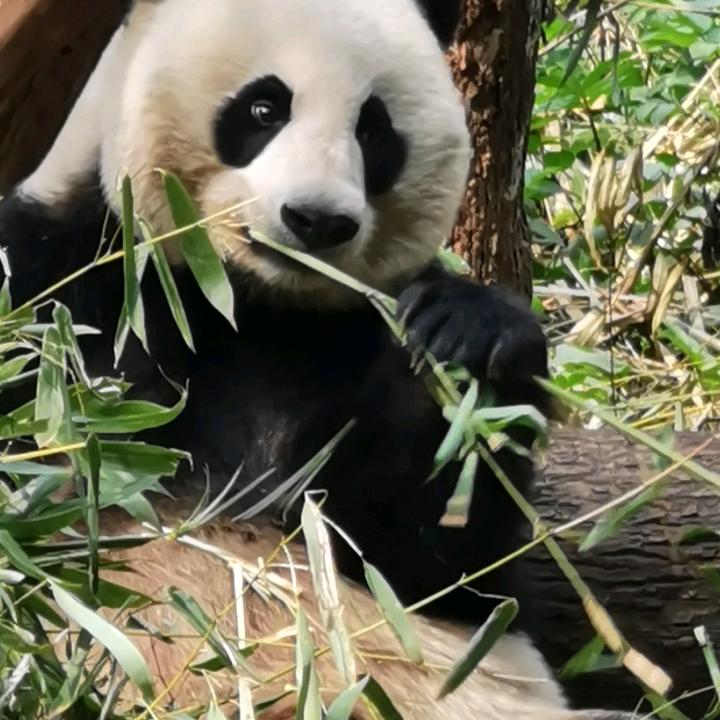 罗皮尓