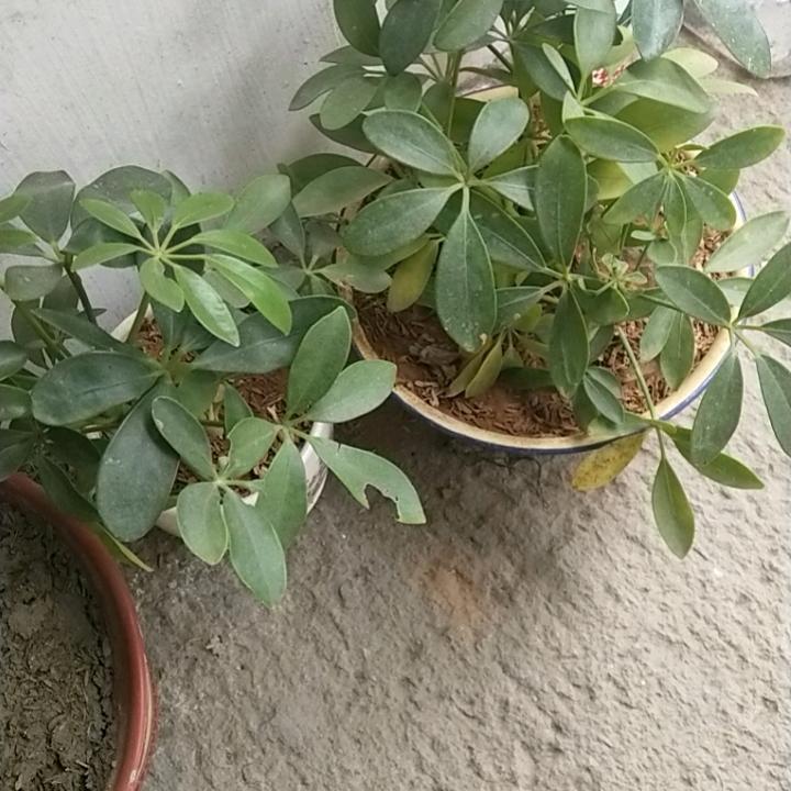 精英