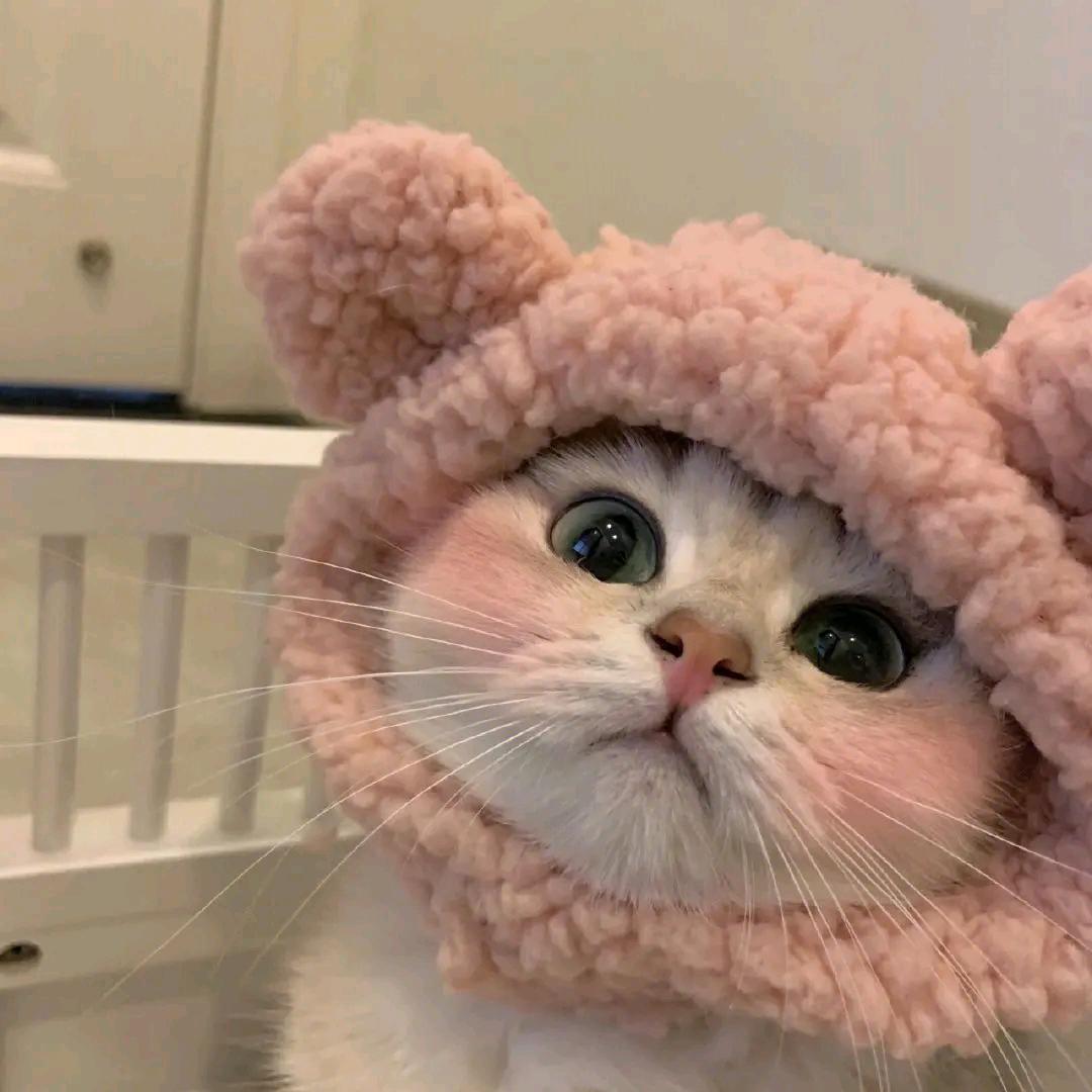 桃子的小花喵