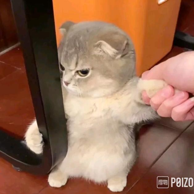 豫.