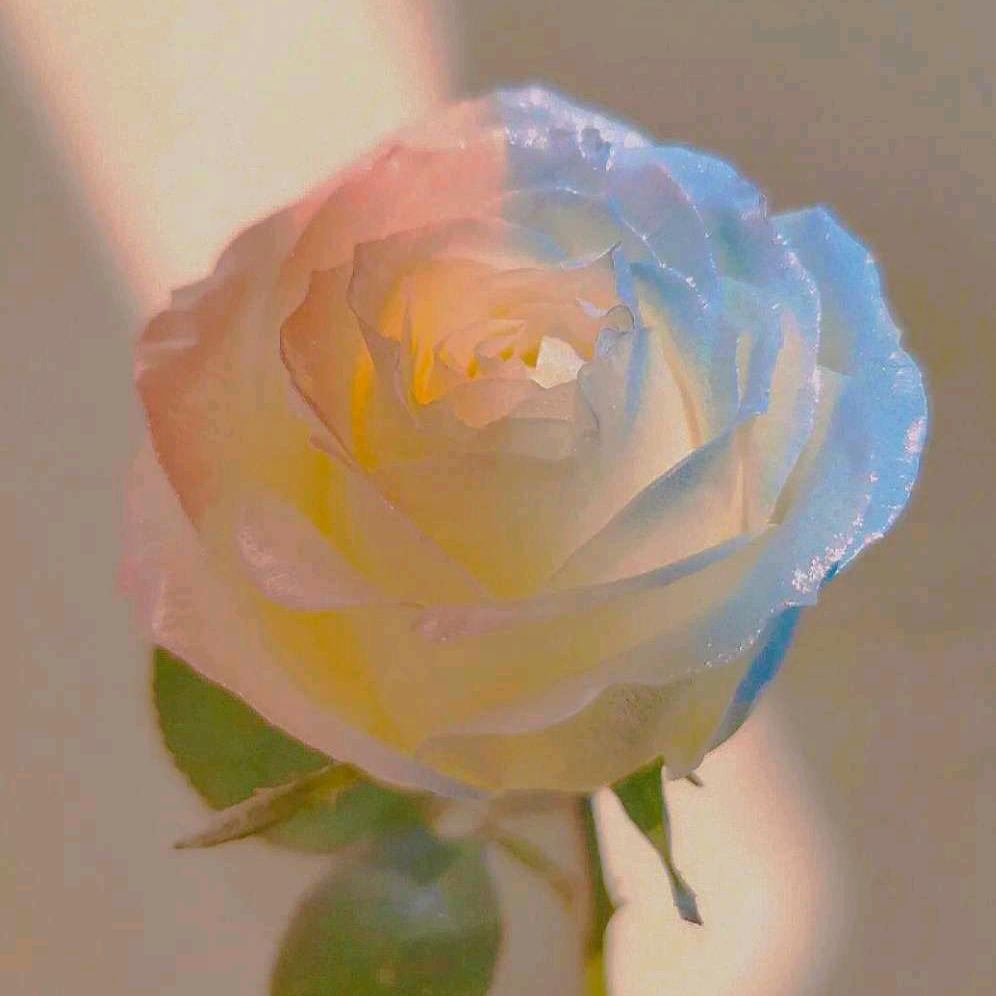 柠夏