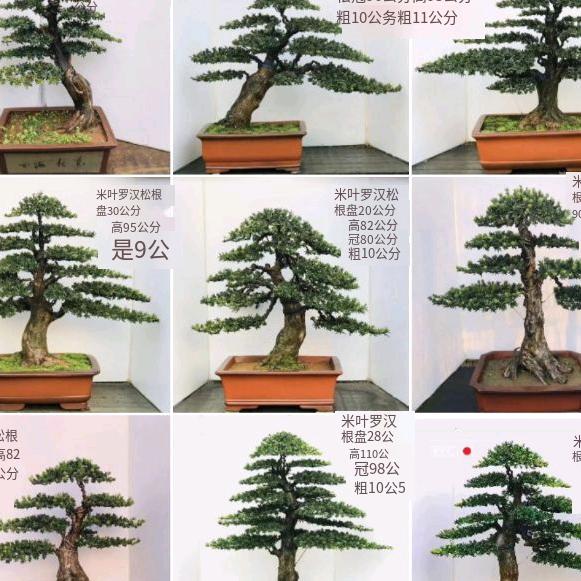 忠山$花卉