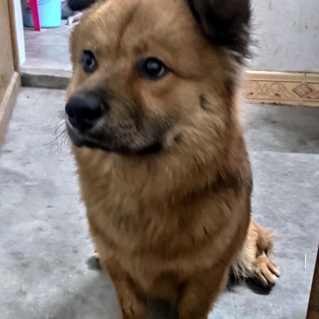 妞仔
