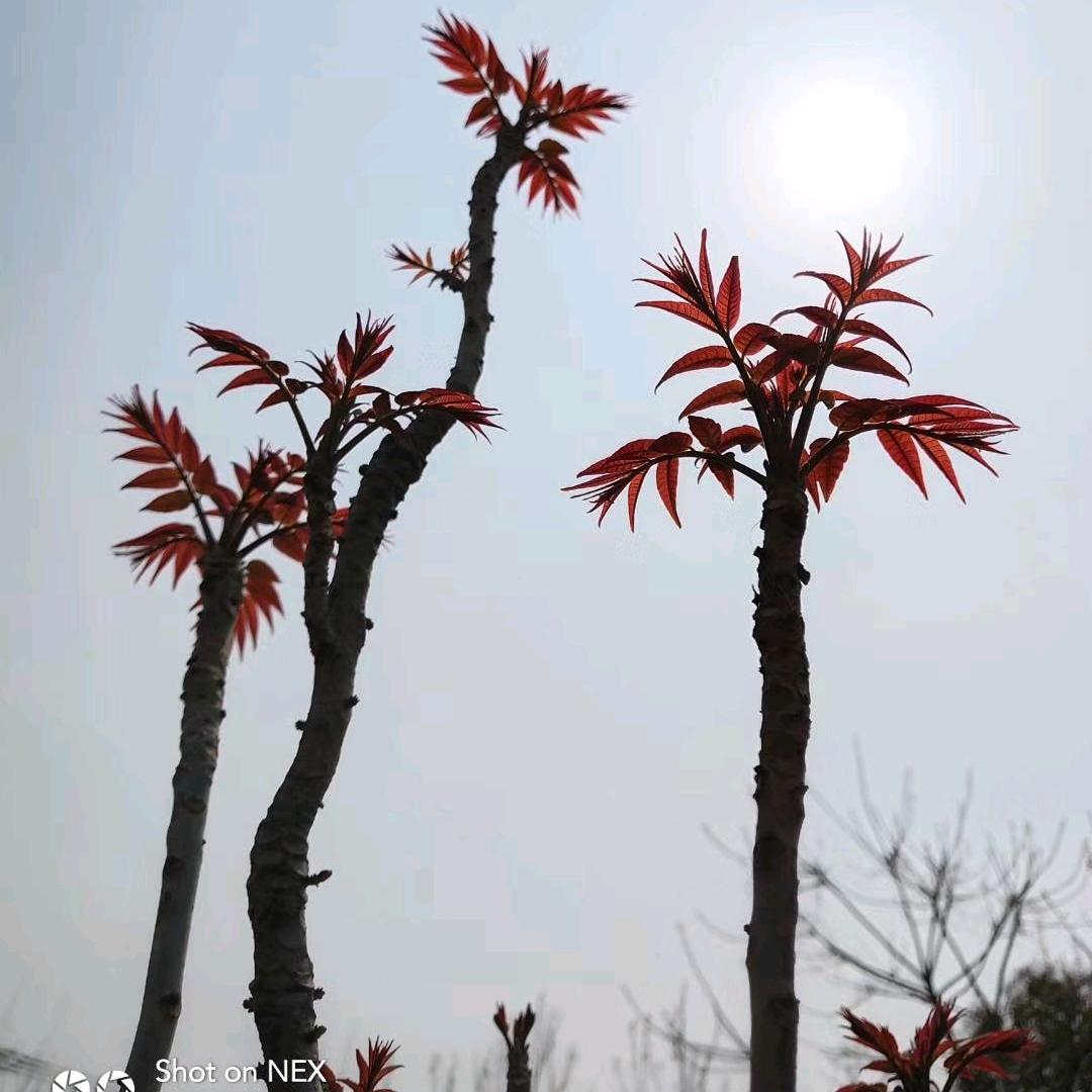 村上椿树