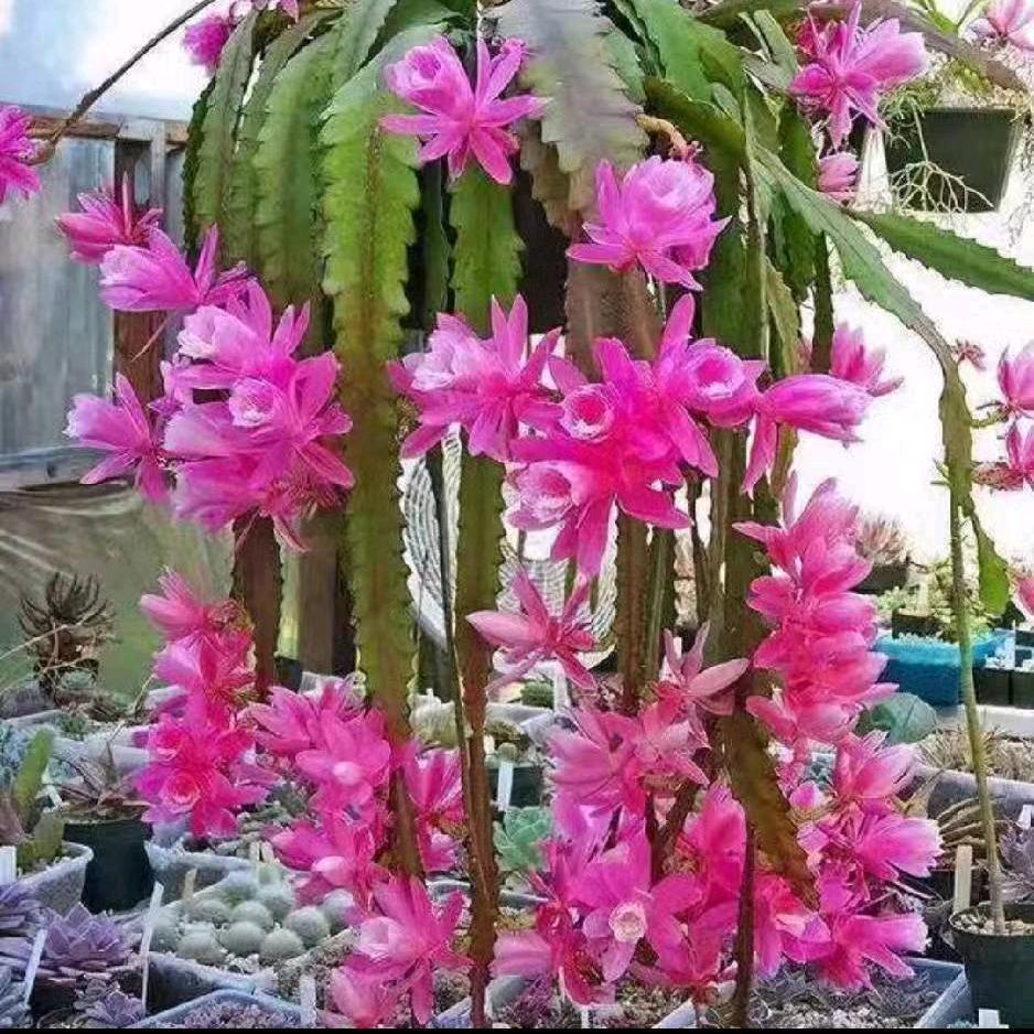 伤心的泪，日子真难熬