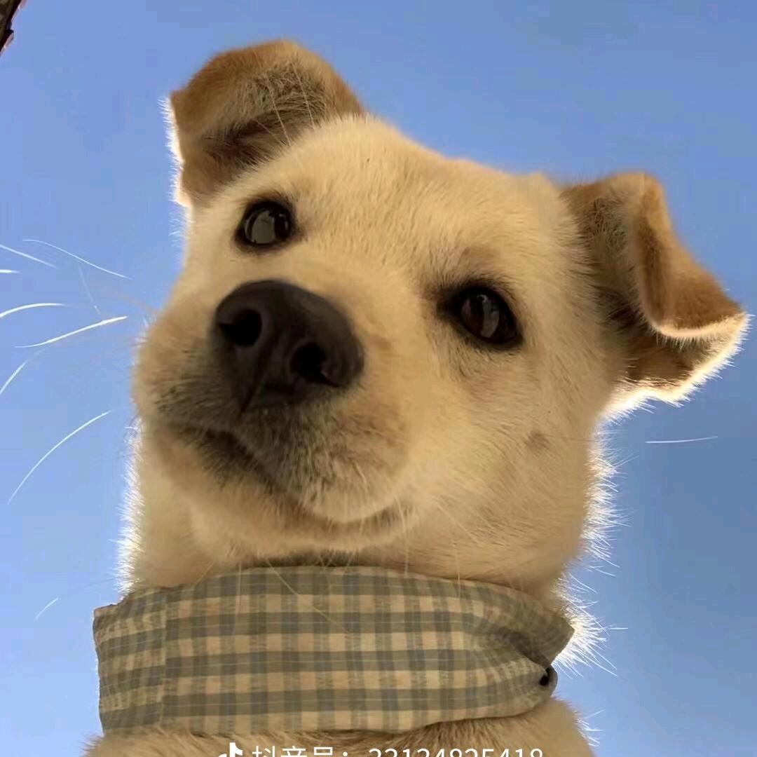 发仔z