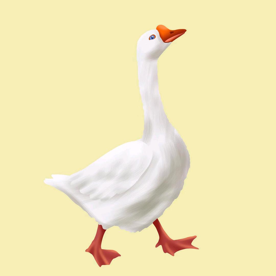 养鹅队
