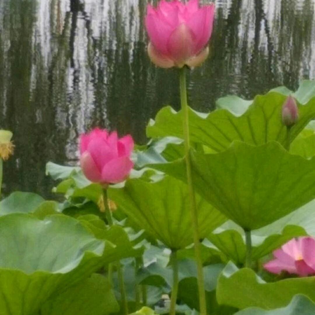 感观觉醒