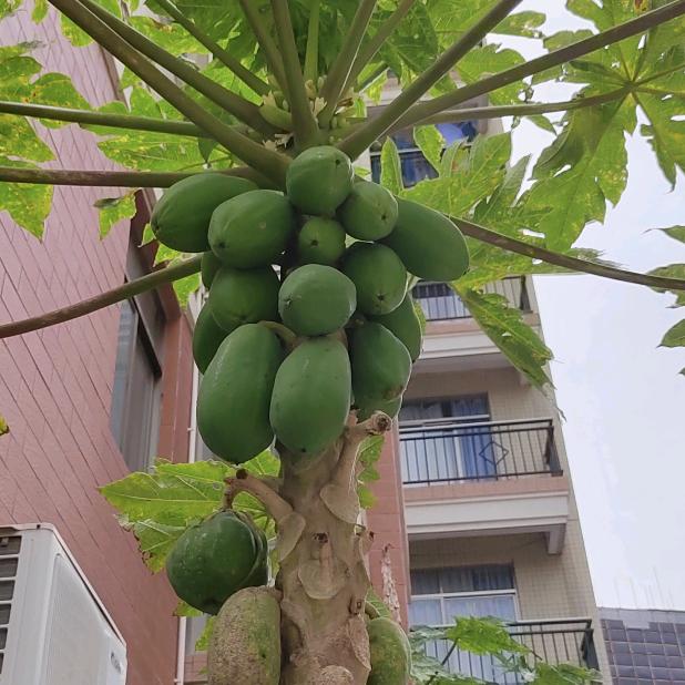 无怨无悔
