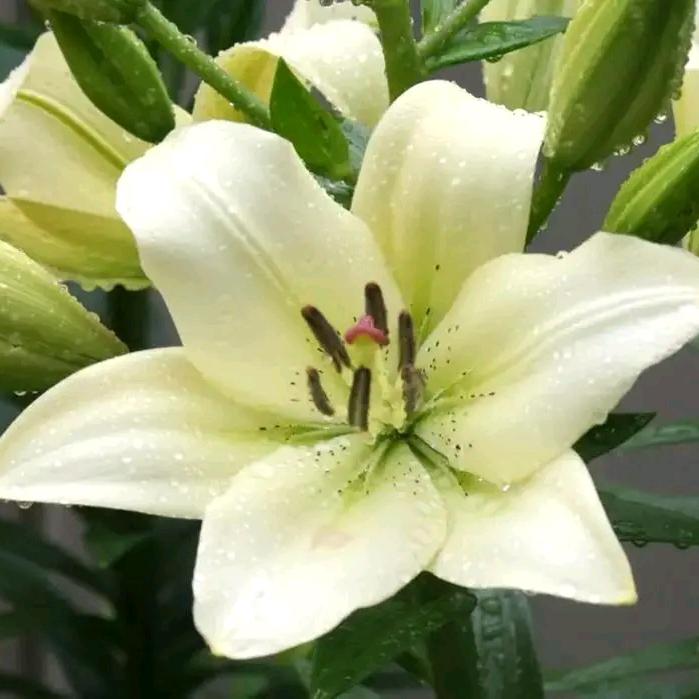 木棉花🎯🎯