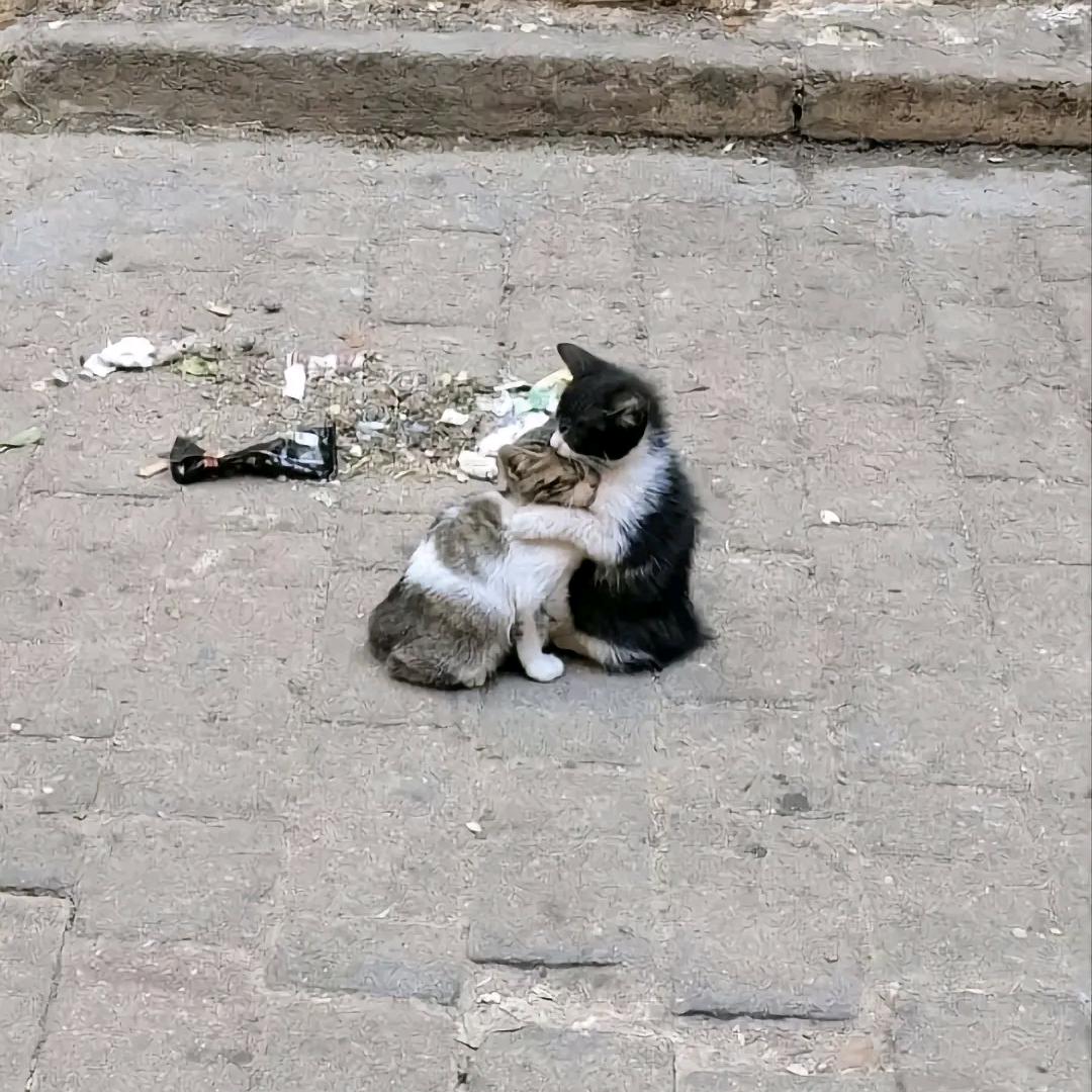 苍天倘能尽人意