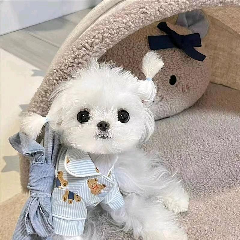 美美【茶杯犬】