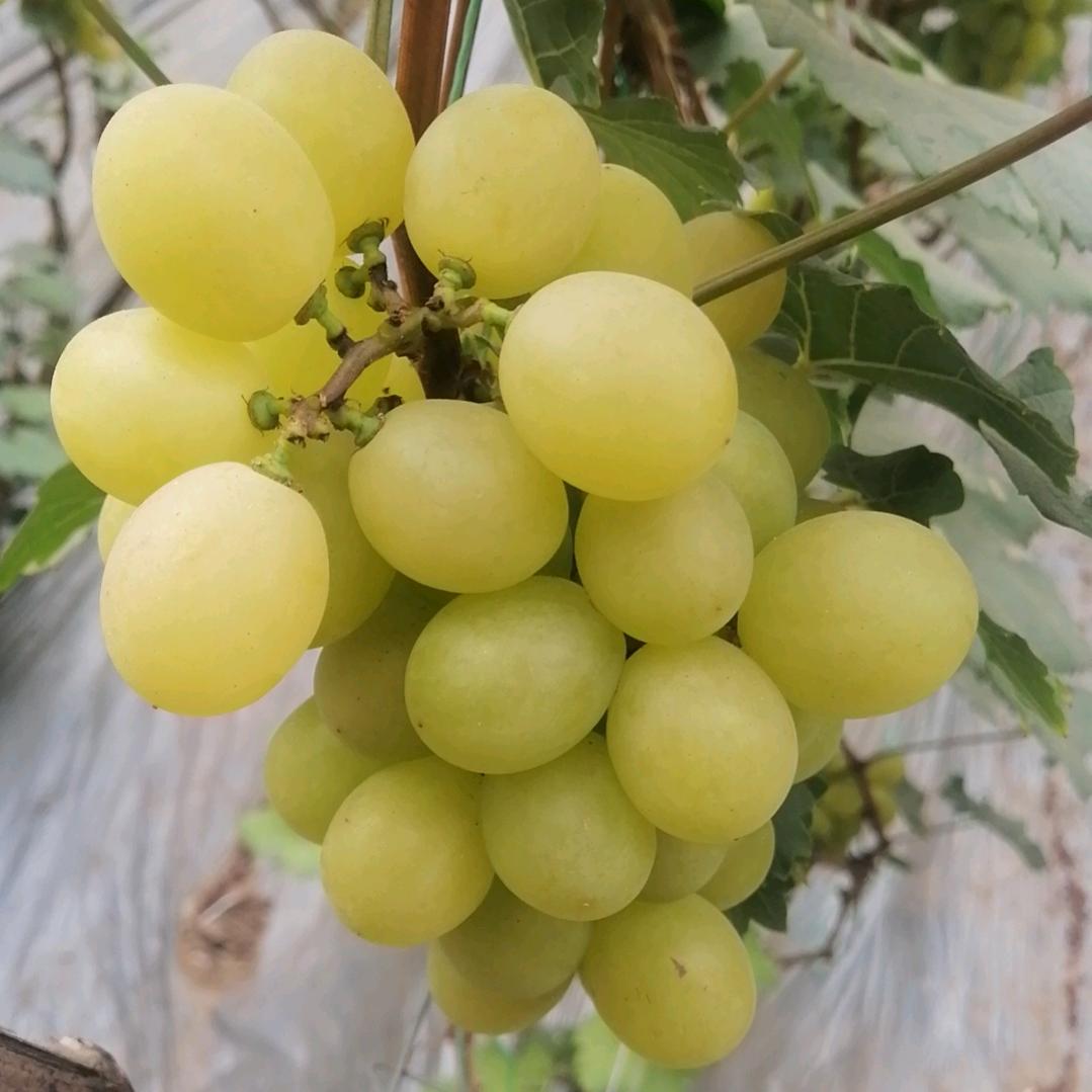 高山水果🍇葡萄哥