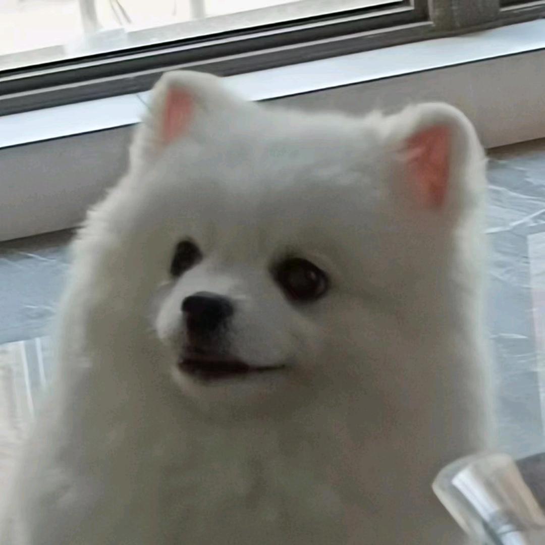 小绵羊的酸奶盖