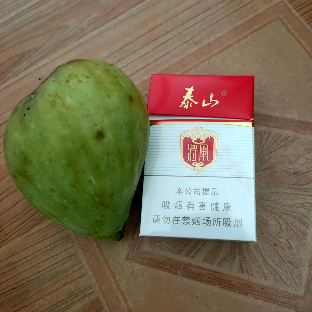 苦丁茶
