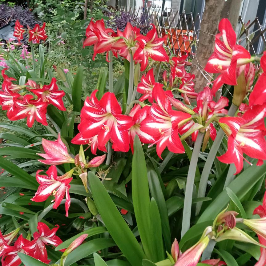 我是一枝花